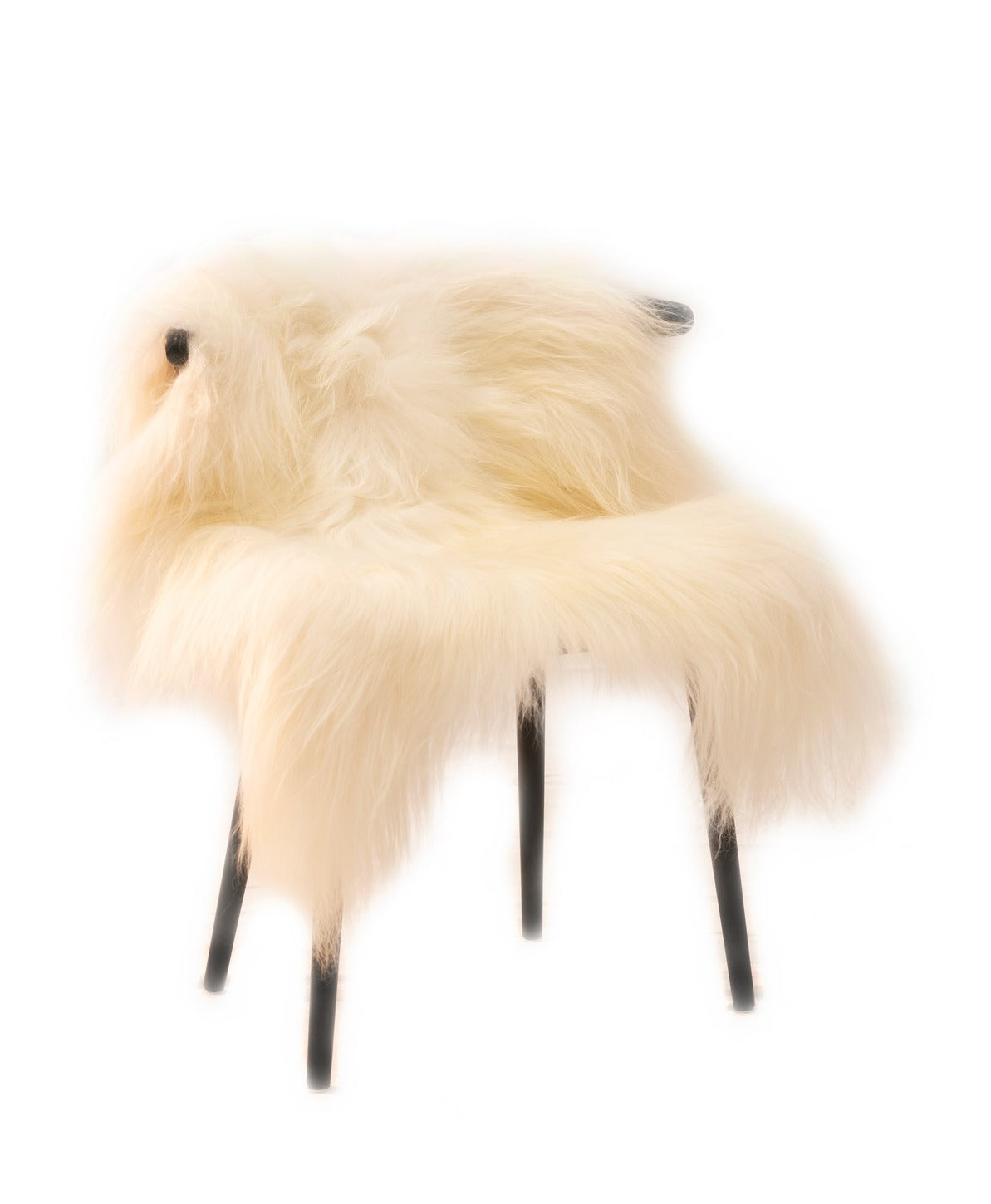 Islandsk lammeskind - Lang og hvid pels